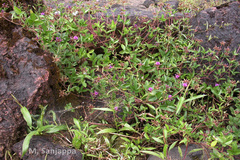 Flemingia nilgheriensis